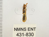 中文名:條蜂緣椿(431-830)學名:Riptortus linearis (Fabricius, 1775)(431-830)
