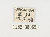 中文名:黃斑椿象(1282-3806...