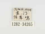 中文名:黃斑椿象(1282-3426...
