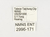 中文名:黃斑椿象(2996-171)