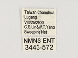 中文名:黃斑椿象(3443-572)