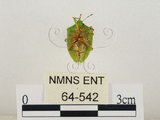 中文名:南方綠椿象(稻綠椿)(64-542)學名:Nezara viridula (Linnaeus, 1758)(64-542)