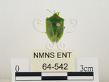 中文名:南方綠椿象(稻綠椿)(64-542)學名:Nezara viridula (Linnaeus, 1758)(64-542)