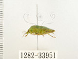 中文名:南方綠椿象(稻綠椿)(1282-33951)學名:Nezara viridula (Linnaeus, 1758)(1282-33951)