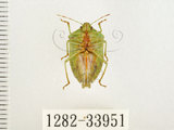 中文名:南方綠椿象(稻綠椿)(1282-33951)學名:Nezara viridula (Linnaeus, 1758)(1282-33951)