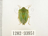 中文名:南方綠椿象(稻綠椿)(1282-33951)學名:Nezara viridula (Linnaeus, 1758)(1282-33951)