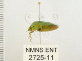 中文名:南方綠椿象(稻綠椿)(2725-11)學名:Nezara viridula (Linnaeus, 1758)(2725-11)