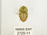 中文名:南方綠椿象(稻綠椿)(2725-11)學名:Nezara viridula (Linnaeus, 1758)(2725-11)