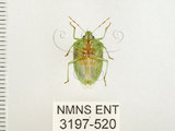 中文名:南方綠椿象(稻綠椿)(3197-520)學名:Nezara viridula (Linnaeus, 1758)(3197-520)