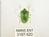 中文名:南方綠椿象(稻綠椿)(3197-520)學名:Nezara viridula (Linnaeus, 1758)(3197-520)