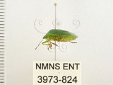 中文名:南方綠椿象(稻綠椿)(3973-824)學名:Nezara viridula (Linnaeus, 1758)(3973-824)