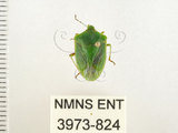 中文名:南方綠椿象(稻綠椿)(3973-824)學名:Nezara viridula (Linnaeus, 1758)(3973-824)