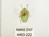 中文名:南方綠椿象(稻綠椿)(4463-222)學名:Nezara viridula (Linnaeus, 1758)(4463-222)