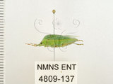 中文名:南方綠椿象(稻綠椿)(4809-137)學名:Nezara viridula (Linnaeus, 1758)(4809-137)