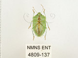 中文名:南方綠椿象(稻綠椿)(4809-137)學名:Nezara viridula (Linnaeus, 1758)(4809-137)