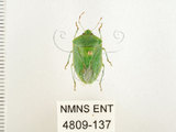 中文名:南方綠椿象(稻綠椿)(4809-137)學名:Nezara viridula (Linnaeus, 1758)(4809-137)