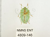 中文名:南方綠椿象(稻綠椿)(4809-146)學名:Nezara viridula (Linnaeus, 1758)(4809-146)