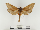 中文名:中華蝠蛾(246-529)學名:Endoclita sinensis (Moore, 1877)(246-529)