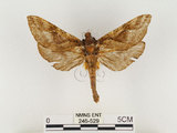 中文名:中華蝠蛾(246-529)學名:Endoclita sinensis (Moore, 1877)(246-529)