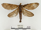 中文名:中華蝠蛾(4219-396)學名:Endoclita sinensis (Moore, 1877)(4219-396)