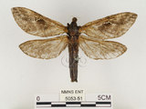 中文名:中華蝠蛾(5053-51)學名:Endoclita sinensis (Moore, 1877)(5053-51)
