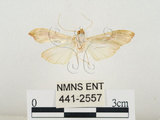 中文名:(441-2557)學名:Agathodes ostentalis (Geyer, 1837)(441-2557)
