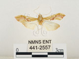中文名:(441-2557)學名:Agathodes ostentalis (Geyer, 1837)(441-2557)