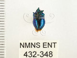 中文名:藍椿(432-348)學名:Zicrona caerulea (Linnaeus, 1758)(432-348)