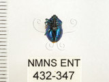 中文名:藍椿(432-347)學名:Zicrona caerulea (Linnaeus, 1758)(432-347)