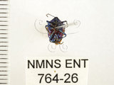 中文名:藍椿(764-26)學名:Zicrona caerulea (Linnaeus, 1758)(764-26)