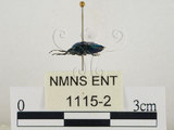 中文名:藍椿(1115-2)學名:Zicrona caerulea (Linnaeus, 1758)(1115-2)