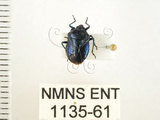中文名:藍椿(1135-61)學名:Zicrona caerulea (Linnaeus, 1758)(1135-61)