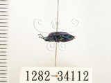 中文名:藍椿(1282-34112)學名:Zicrona caerulea (Linnaeus, 1758)(1282-34112)