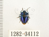 中文名:藍椿(1282-34112)學名:Zicrona caerulea (Linnaeus, 1758)(1282-34112)