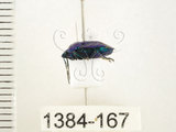 中文名:藍椿(1384-167)學名:Zicrona caerulea (Linnaeus, 1758)(1384-167)