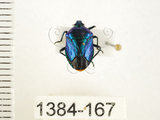 中文名:藍椿(1384-167)學名:Zicrona caerulea (Linnaeus, 1758)(1384-167)