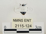 中文名:藍椿(2115-124)學名:Zicrona caerulea (Linnaeus, 1758)(2115-124)