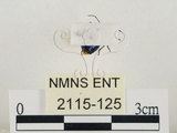 中文名:藍椿(2115-125)學名:Zicrona caerulea (Linnaeus, 1758)(2115-125)