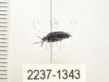 中文名:藍椿(2237-1343)學名:Zicrona caerulea (Linnaeus, 1758)(2237-1343)