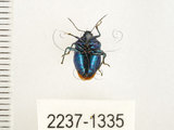 中文名:藍椿(2237-1335)學名:Zicrona caerulea (Linnaeus, 1758)(2237-1335)