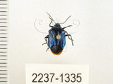 中文名:藍椿(2237-1335)學名:Zicrona caerulea (Linnaeus, 1758)(2237-1335)