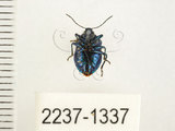 中文名:藍椿(2237-1337)學名:Zicrona caerulea (Linnaeus, 1758)(2237-1337)