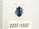 中文名:藍椿(2237-1337)學名:Zicrona caerulea (Linnaeus, 1758)(2237-1337)