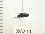 中文名:藍椿(2252-13)學名:Zicrona caerulea (Linnaeus, 1758)(2252-13)