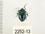 中文名:藍椿(2252-13)學名:Zicrona caerulea (Linnaeus, 1758)(2252-13)