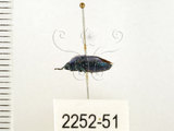 中文名:藍椿(2252-51)學名:Zicrona caerulea (Linnaeus, 1758)(2252-51)