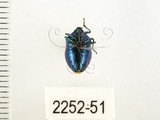 中文名:藍椿(2252-51)學名:Zicrona caerulea (Linnaeus, 1758)(2252-51)