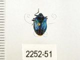 中文名:藍椿(2252-51)學名:Zicrona caerulea (Linnaeus, 1758)(2252-51)