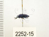 中文名:藍椿(2252-15)學名:Zicrona caerulea (Linnaeus, 1758)(2252-15)