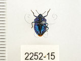 中文名:藍椿(2252-15)學名:Zicrona caerulea (Linnaeus, 1758)(2252-15)